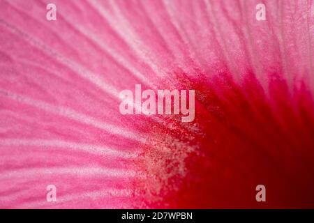 Hibiscus Juno primo piano dettaglio di colori brillanti Foto Stock