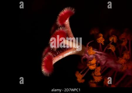 Hibiscus Juno primo piano dettaglio di colori brillanti Foto Stock