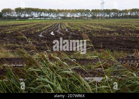 Campo di mais recentemente raccolto con percorsi dei trattori e acqua piovana in autunno, Paesi Bassi Foto Stock