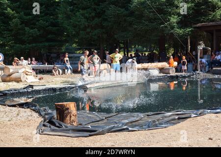 Prospetto, Oregon / USA - 16 agosto 2014: I volontari rotolano un ceppo in uno stagno con un tuffo per una competizione di abilità al prospetto Hillbilly Jamboree A. Foto Stock