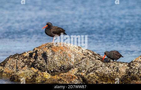 Un catcher di ostriche nere " Haematopus bachmani " cerca cibo in una zona di marea in British Columbia Canada. Foto Stock