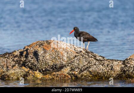 Un catcher di ostriche nere " Haematopus bachmani " cerca cibo in una zona di marea in British Columbia Canada. Foto Stock