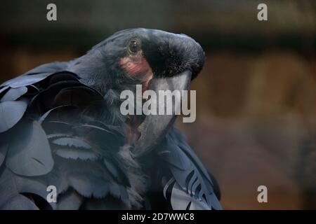 Vista frontale di un cockatoo di palma, Probosiger aterrimus, conosciuto anche come il gallo goliath o grande gallo nero Foto Stock