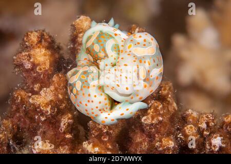 Tre lumache di bolla di cibola, Haminoea cymbalum, si sono riunite insieme in una palla su una barriera corallina nelle Figi. La lumaca della bolla del cymbal, è una specie di lumaca di mare Foto Stock