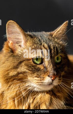 Una razza tabby Munchkin di gatto Foto Stock
