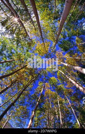 Caduta di alberi sul monte Washington, Stati Uniti del New Hampshire Foto Stock