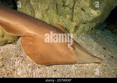 Il comune shovelnose ray, Glaucostegus typus, è noto anche come il gigante shovelnose ray, Great Northern Shovelnose o gigante guitarfish, Indonesia. Th Foto Stock