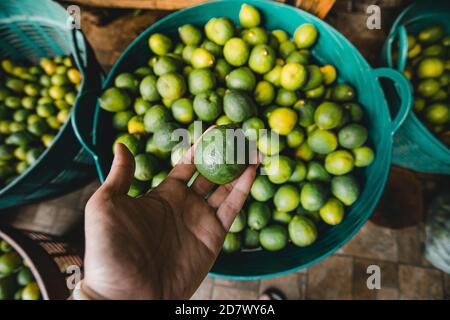 Limoni organici in cesto da giardino non chimico Foto Stock