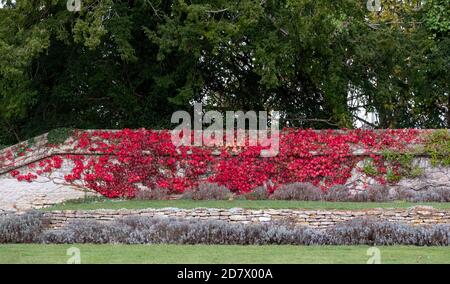 Virginia superriduttore edera che cresce su un vecchio muro, fotografato in autunno quando le foglie diventano un colore rosso profondo. Fotografato vicino a Bradford su Avon, Regno Unito Foto Stock