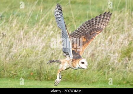 Fienile Owl perching e volare Foto Stock