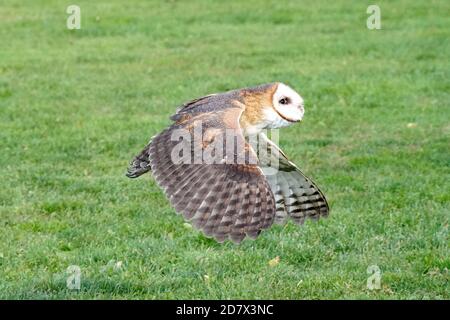 Fienile Owl perching e volare Foto Stock
