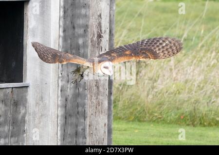Fienile Owl perching e volare Foto Stock