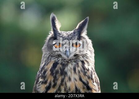 Gufo di falco eurasiatico seduto e flapping Foto Stock