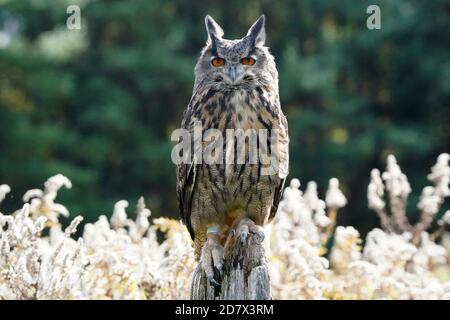 Gufo di falco eurasiatico seduto e flapping Foto Stock
