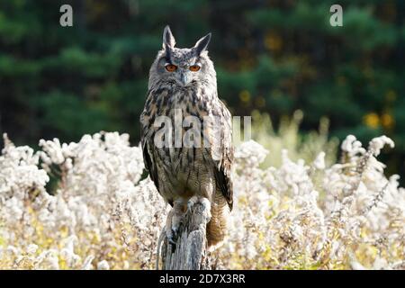 Gufo di falco eurasiatico seduto e flapping Foto Stock