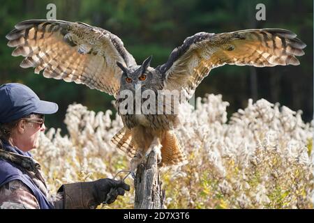 Gufo di falco eurasiatico seduto e flapping Foto Stock