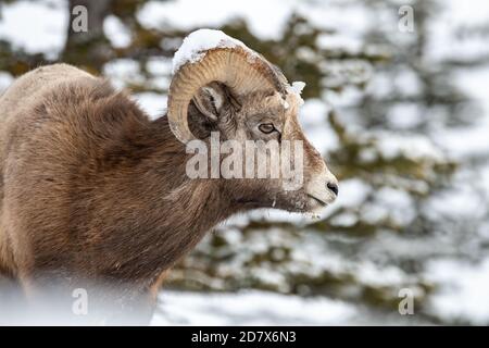 Pecora di Bighorn in inverno Foto Stock