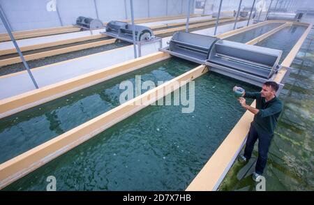 Neustadt Glewe, Germania. 20 Ott 2020. Il biologo Jörg Ullmann esamina un campione d'acqua con alghe blu-verdi della spirulina in uno dei serbatoi d'acqua dell'allevamento di alghe. In una delle più grandi aziende agricole di alghe d'Europa, le alghe per l'industria alimentare sono coltivate in bacini d'acqua tropicamente caldi con una capacità combinata di 600,000 litri. La Dr. Eberhard Bioenergie GmbH & Co. KG sta preparando il passaggio dalla produzione pilota alla produzione industriale di alghe nelle ex serre. Credit: Jens Büttner/dpa-Zentralbild/dpa/Alamy Live News Foto Stock