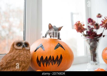 Carino piccolo gattino grigio don sphynx seduto sulla zucca di Halloween Foto Stock