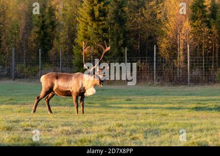 Pascolo delle renne sul campo verde di Lapponia, Finlandia settentrionale Foto Stock