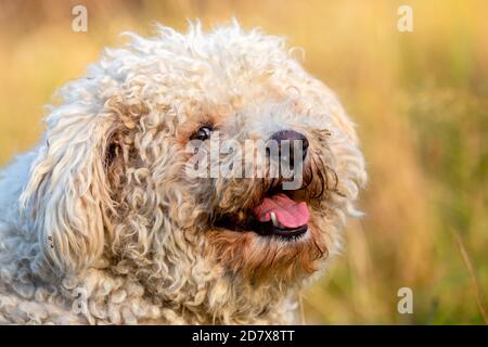 Un ritratto di un cane di pumi bianco Foto Stock