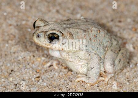 Toad (Anaxyrus punctatus) macchiato di rosso sulla sabbia del deserto Foto Stock