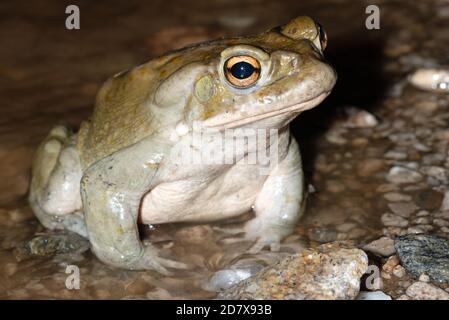 Sonoran Desert Toad (Incilius alvarius) in un arroyo deserto corrente Foto Stock