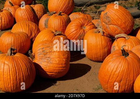 Zucca, zucca pronta per il mercato Foto Stock