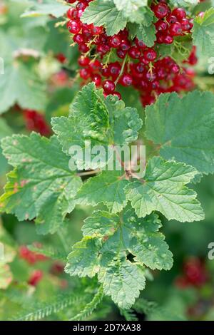 primo piano foglie di ribes affette da afidi di ribes bush malattia con rigonfiamenti. Foto Stock