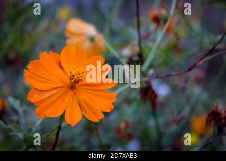 COSMOS Flower (cosmo di zolfo) nel giardino fuoco morbido e sfondo sfocato, fuoco selezionato, primo piano Foto Stock