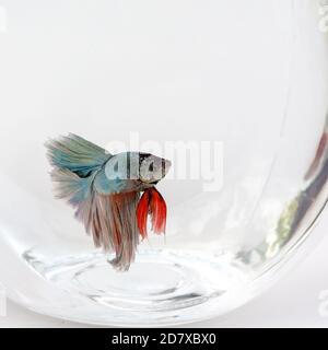 Pesce da combattimento siamese su sfondo bianco, bellissimo pesce isolato Foto Stock