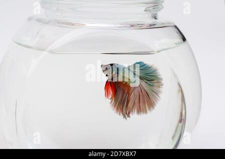 Pesce da combattimento siamese su sfondo bianco, bellissimo pesce isolato Foto Stock