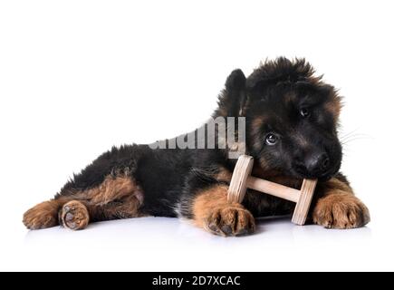 Cucciolo di pastore tedesco di fronte a uno sfondo bianco Foto Stock