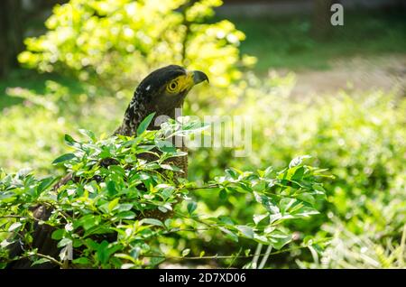 Spilornis cheela, serpente-aquila faccia Foto Stock