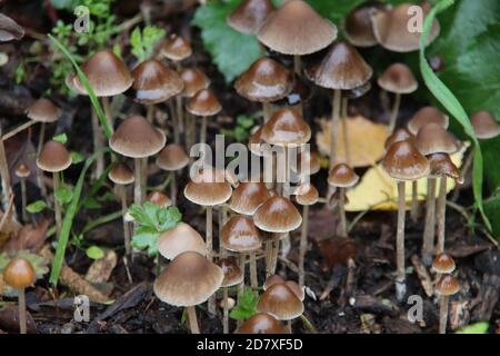 Funghi di Psatirella con testa a punta marrone nella foresta Foto Stock