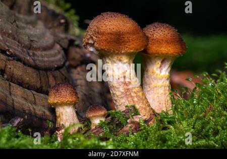 il giovane fungo agarico al miele cresce in muschio verde di fronte di sfondo sfocato Foto Stock