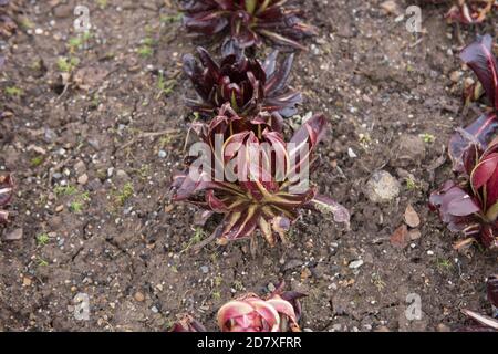 Raddichio o cicoria 'Rosa di Treviso precoce' (Cichorium intybus) Coltivato in casa e biologico su un'assegnazione in un vegetale Giardino in Devon rurale Foto Stock