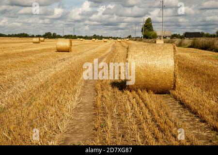 Rotoli di paglia d'oro nella campagna della Lettonia, tempo di raccolta paesaggio Foto Stock