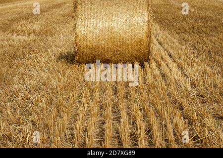 Campo di segale falciato con rotolo di paglia dorata Foto Stock