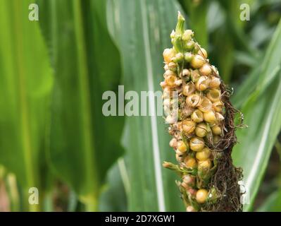 Mais sulla pannocchia nel campo di mais le cui bratte sono state sbucciate dagli uccelli e i chicchi di mais sono stati scavati come una vista ravvicinata. Un fiore germogli fr Foto Stock