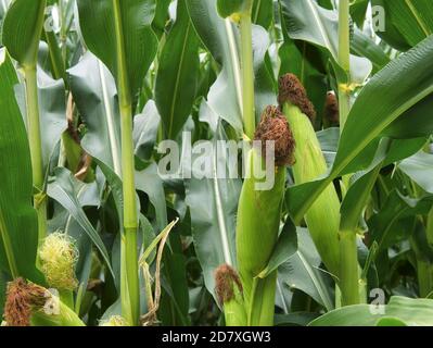 Vista ravvicinata delle orecchie di mais nel campo del mais, coperte dalle bracche verdi di protezione e dai baffi di mais giallo verdolino e marrone. Raindr. Individuale Foto Stock