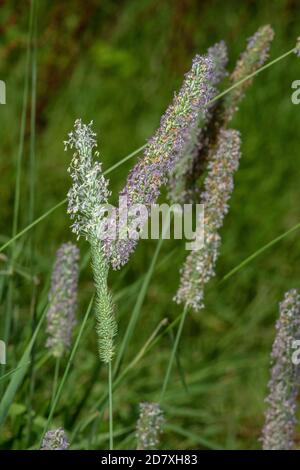 Erba Timotea, Pratense di Fleum, in fiore in prato, Dorset. Foto Stock