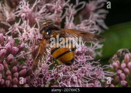 Hoverfly di Lesser Hornet, Volucella inanis, alimentazione su Eupiatorium cannabinum, canapa-agrimony. Foto Stock