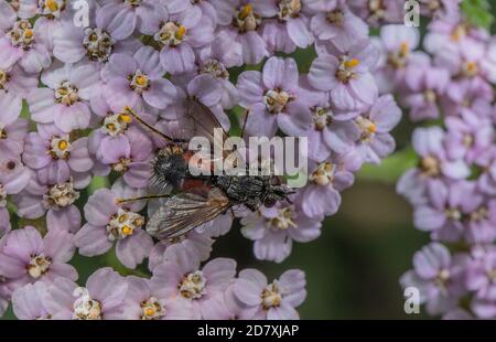 Una mosca tachinide, Eriothrix rufomaculata, - parassita sulle larve di falma - alimentazione sui fiori di Yarrow, fine estate. Foto Stock