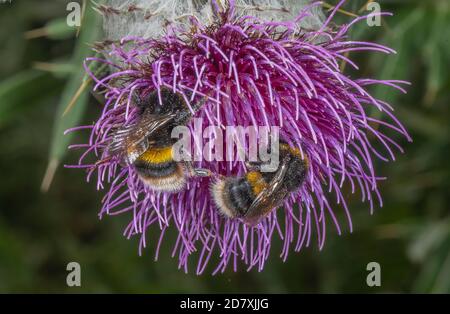 Bumblebee a coda di rondine, Bombus terrestris, visitando Woolly Thistle, Cirsium eriophorum fiori per nettare, su terreni in gesso. Foto Stock