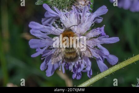 Comune carder Bee, Bombus pascuorum, nectaring su campo scabioso, Knautia arvensis. Foto Stock