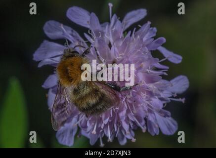 Comune carder Bee, Bombus pascuorum, nectaring su campo scabioso, Knautia arvensis. Foto Stock