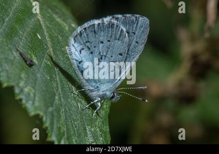 Holly blu, Celastrina argiolus, farfalla arroccata su foglia, fine estate. Foto Stock