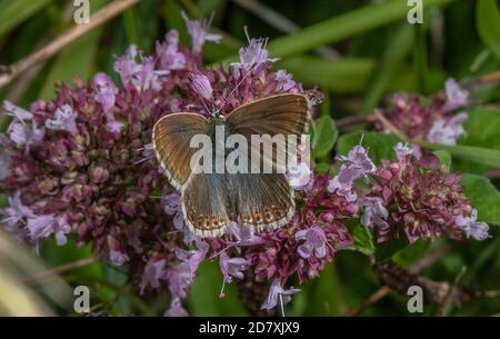 Femmina Chalk-Hill blu, Polyommatus coridon, alimentazione su Marjoram, in terra di gesso. Foto Stock