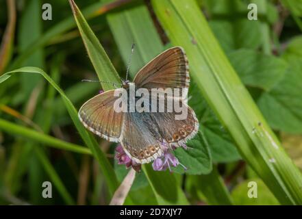 Femmina Chalk-Hill blu, Polyommatus coridon, alimentazione su Marjoram, in terra di gesso. Foto Stock